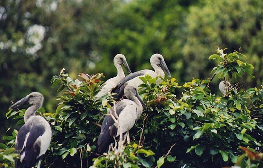 Pakshipathalam in Wayanad