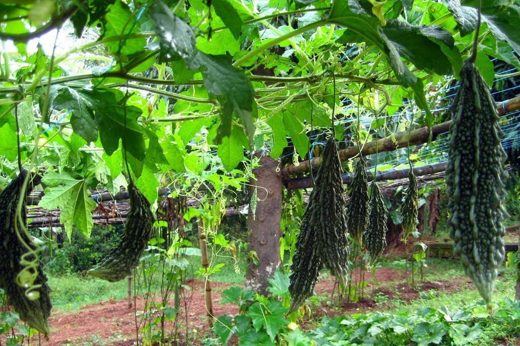 Plantation Visit in Wayanad