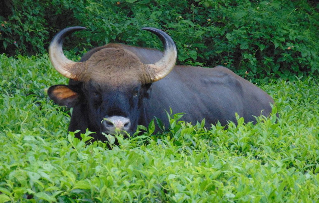 Tholpetty Wildlife Sanctuary in Wayanad